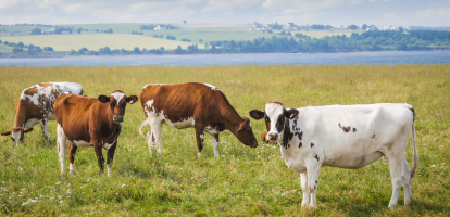 Four cows grazing in a grassy field.