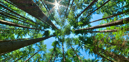 National Forest Week: Growing opportunity in Canada’s forests - Canadian Forest Industries Op-Ed 