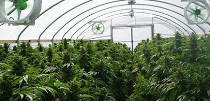 Ian Irvine - Legal Marijuana: Beware Supply-Side Market Power