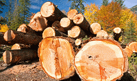 Why ‘Softwood V’ could become Canada’s toughest trade fight: Globe and Mail Op-Ed
