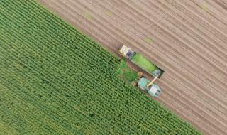 Machines harvest a field